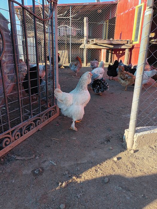 Ouă de vânzare de la găini de țară