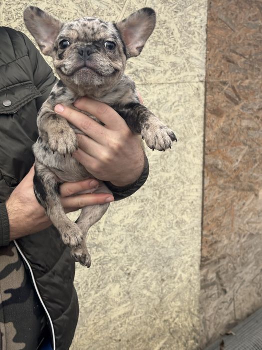 Bulldog francez Mascul