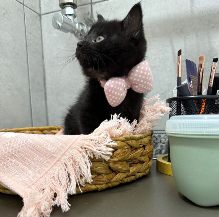 Котенок (бесплатно)