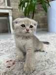 Scottish Fold девочка, серебристая шиншилла