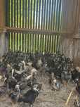 Pui Găina Wyandotte Australorp