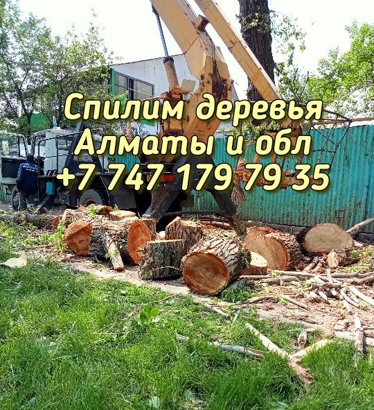 Спилим деревья. Спилить дерево.Спил деревьев.Пилим.Обрезка. Ағаш. Агаш