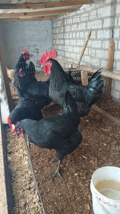 Gigant Qora Shaxzoda tuxumi sotilodi