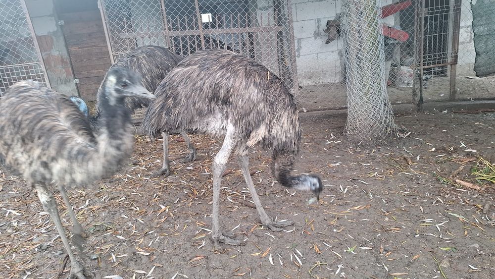 Vând sau schimb femela de emu vârstă un an