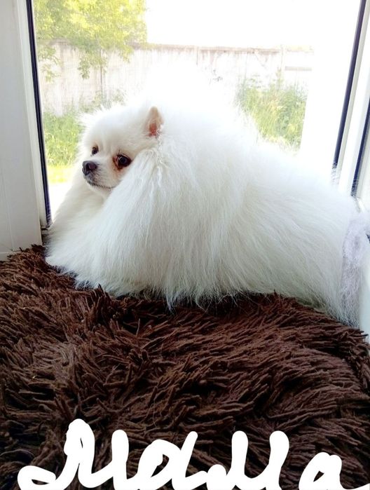 Шпиц документы превывки все есть