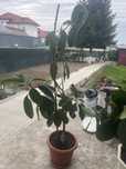 Plante mari Ficus