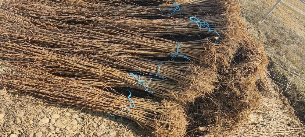 Puieți desalcâm cu creșterea dublă