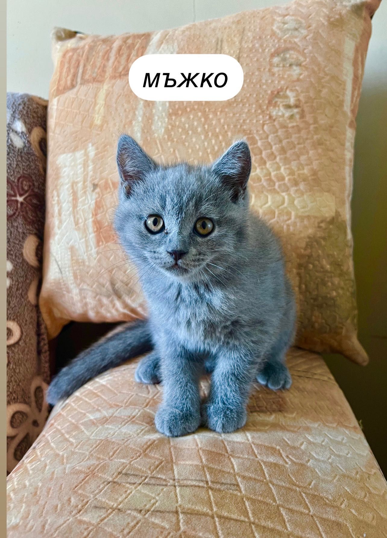 Британски късокосмести