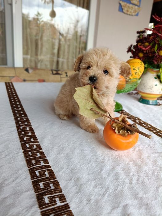 Малтипу(бебета)Малтипу