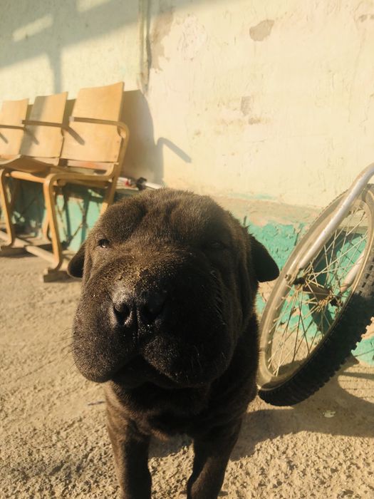 Прадается шарпей