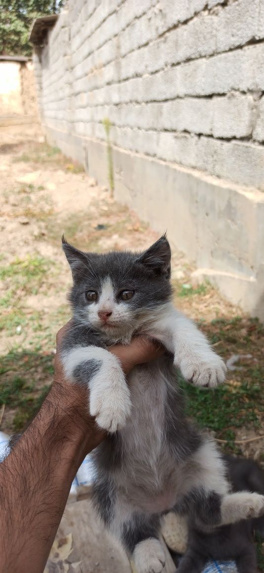 Yaxwi qaridigan odamga hadiyaga beramiz. 5 ta muwuk bolasi bor