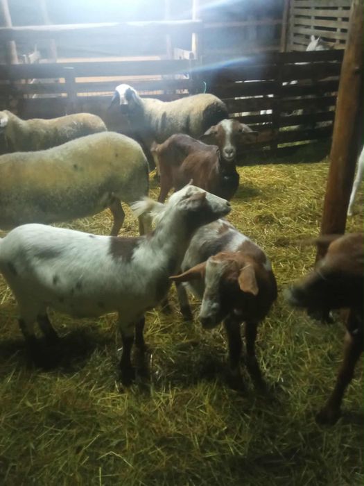 Продавам коза с яре Пловдивско