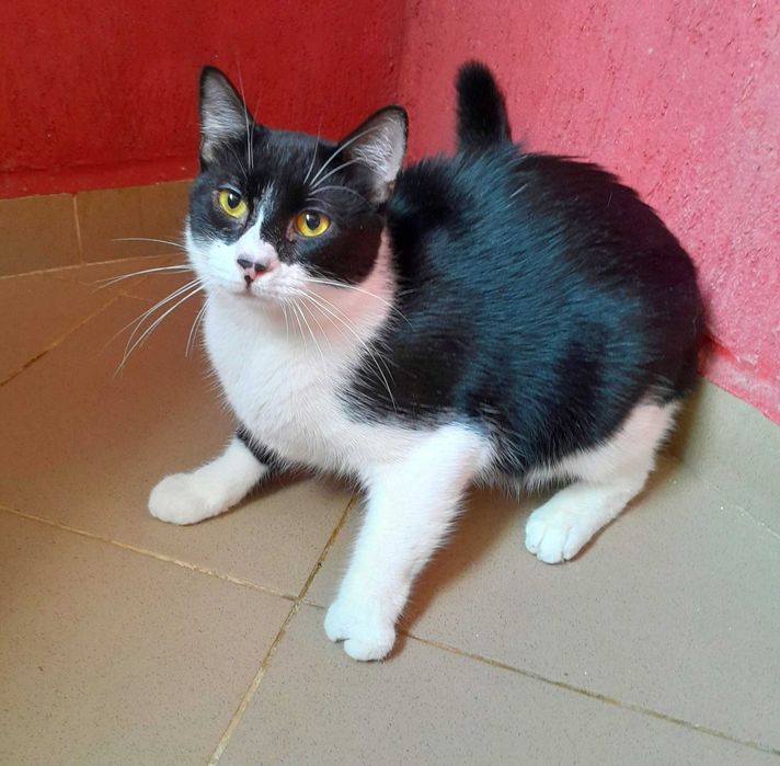 Adoptie pisica neagra castrata Seherezada