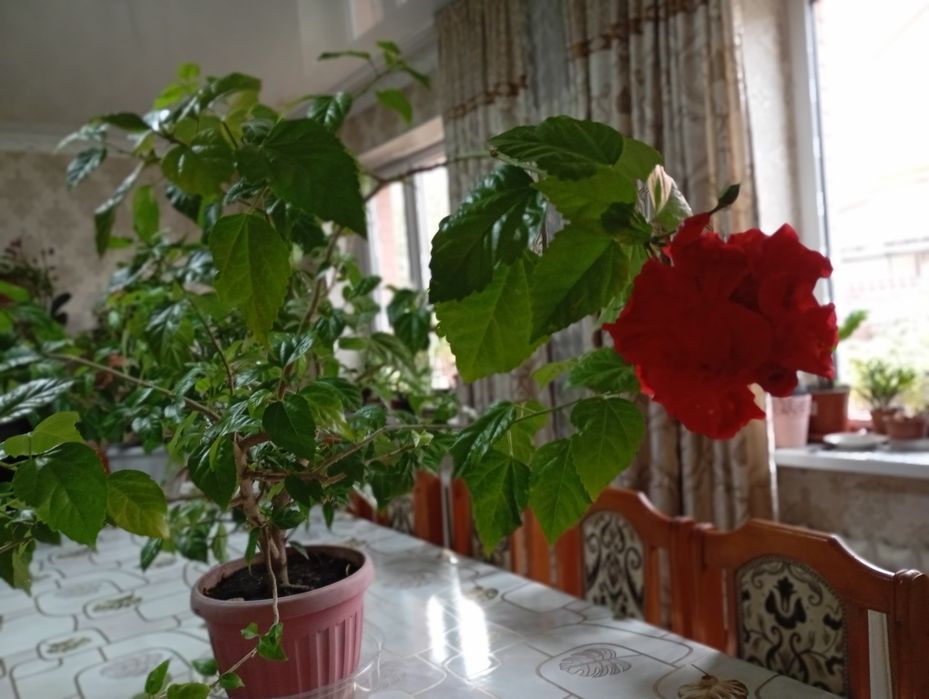 Гибискус, китайская роза