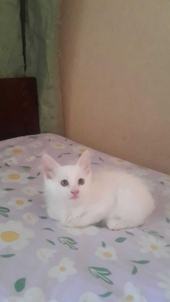 Отдам даром красивых котят в добрые и ответственные руки.