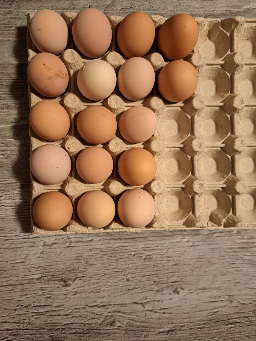 Vînd ouă găină australorp