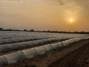 FOLIE MICROPOROASA/AGRYL=ContraInghet 30g/m 1.6x100m=219lei,3.2x100m