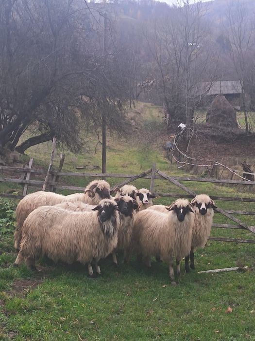 Oi de vanzare din Rebra