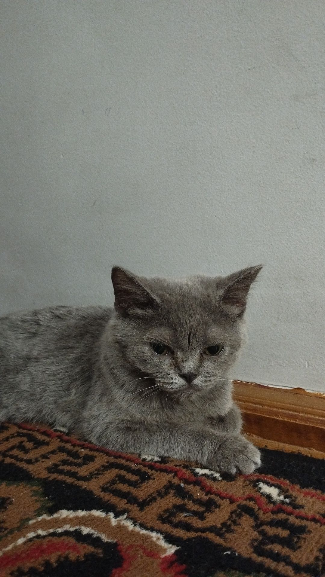 Mushuk zoti maʼlum emas