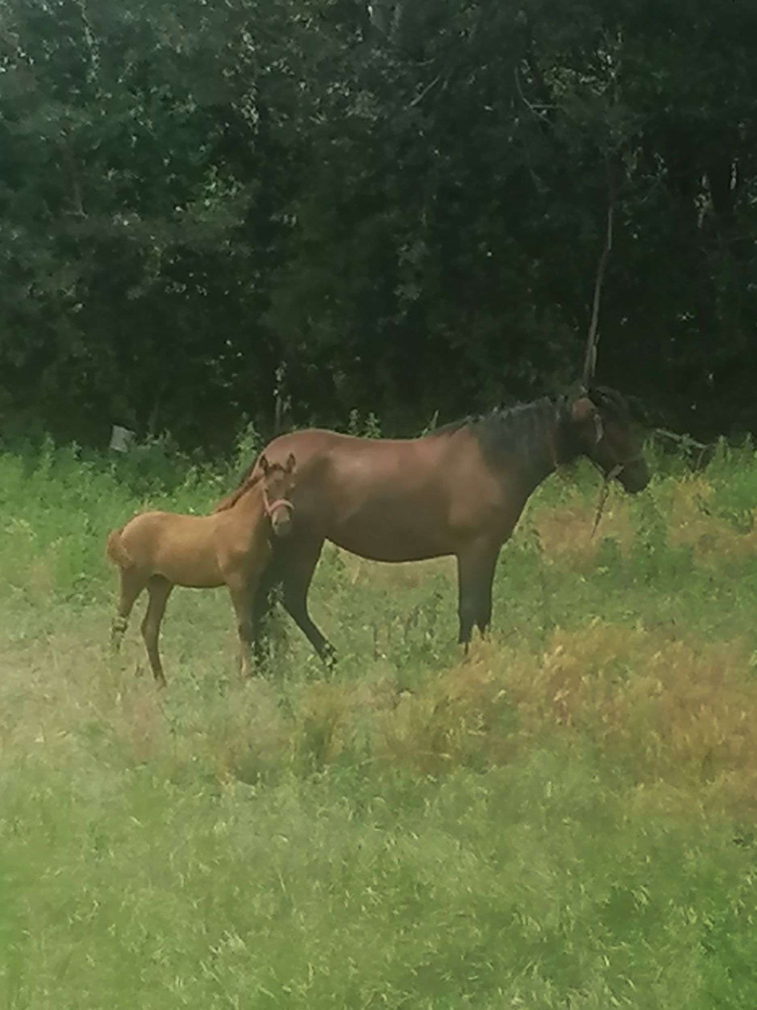 Vând Iapa cu manza de două luni