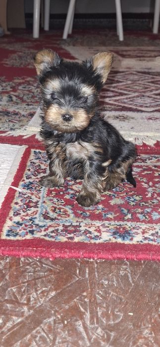 Yorkshirre terrier fetița