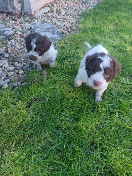 Чистокръвни лагото