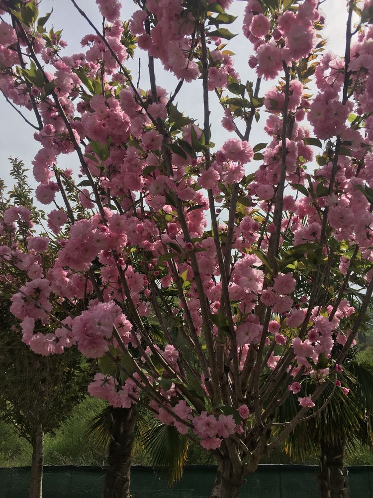 Cires Japonez (Burgundy / Sakura )