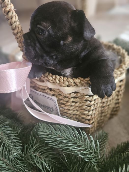 Готовы к бронированию щенки француза