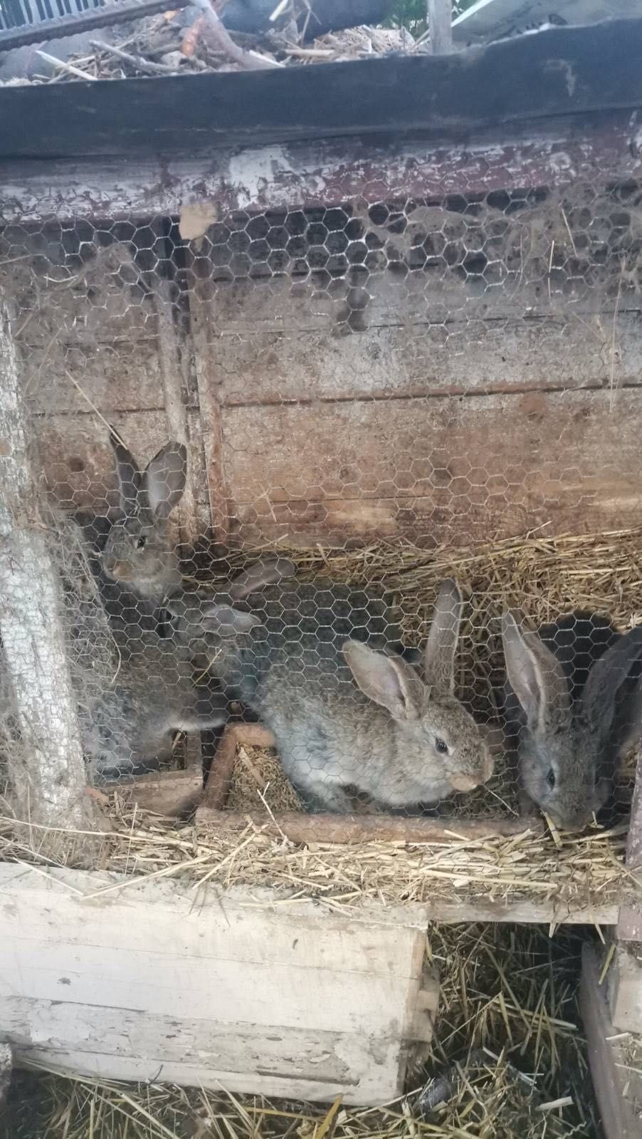 Продажба на зайци