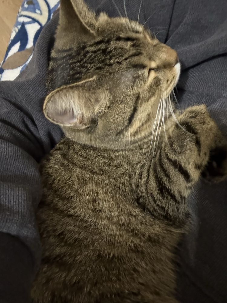 Кошку 1 годик бесплатно
