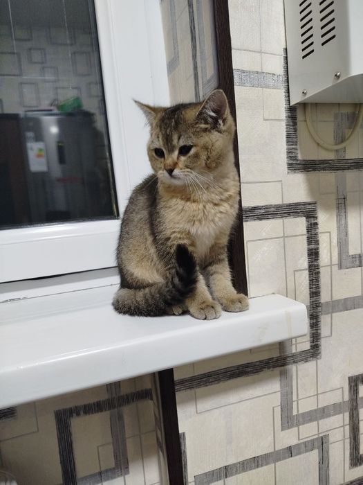 Продаю британскую шиншиллу