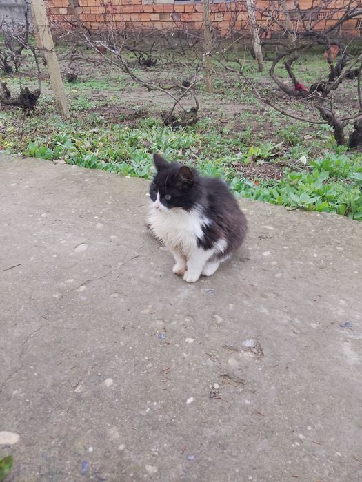 Подаряват се  котенца