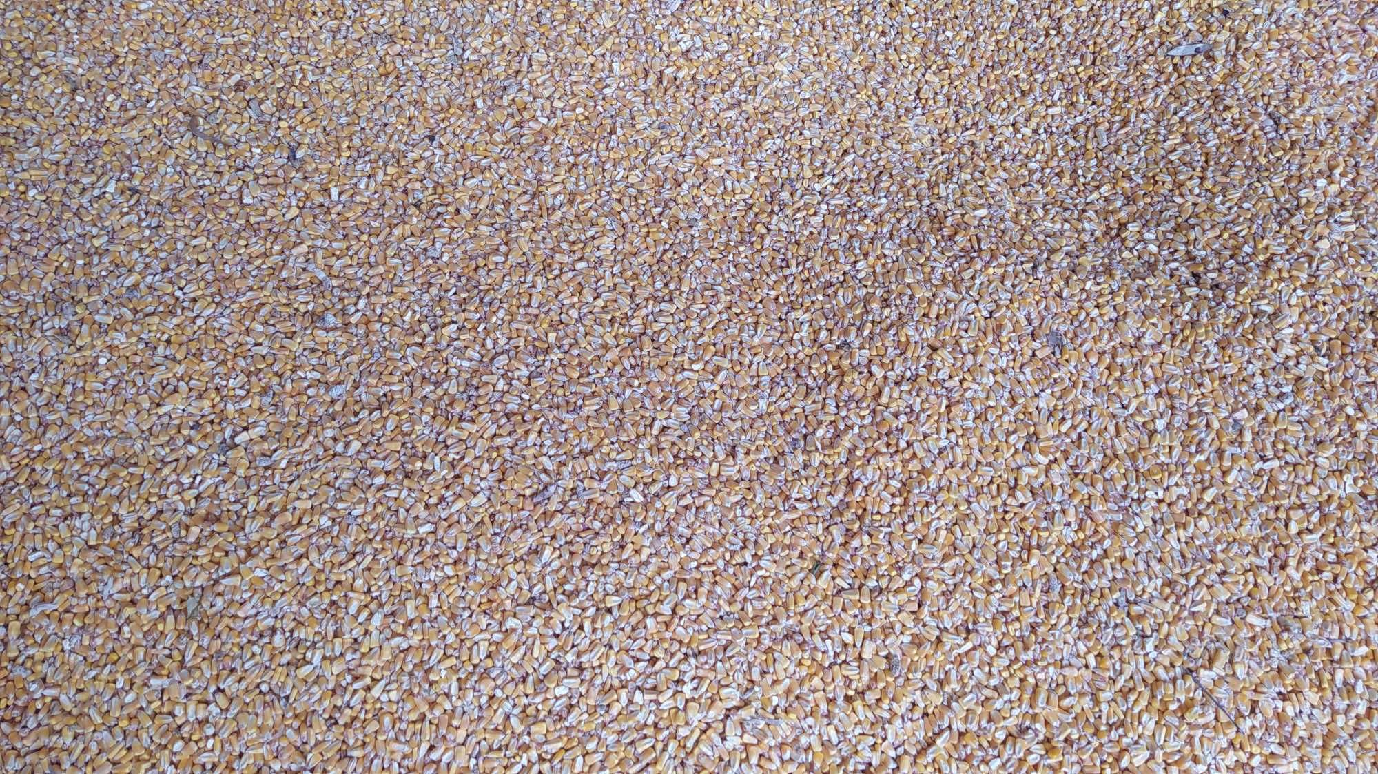 PORUMB - 1.4 lei/kg negociabil, 20 Tone, varsat sau la sac, SahateniBZ