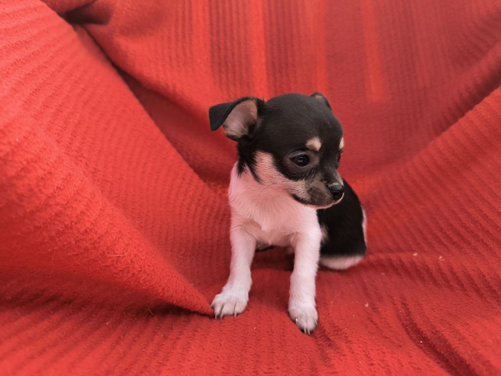 Vand baietel Chihuahua mini tricolor
