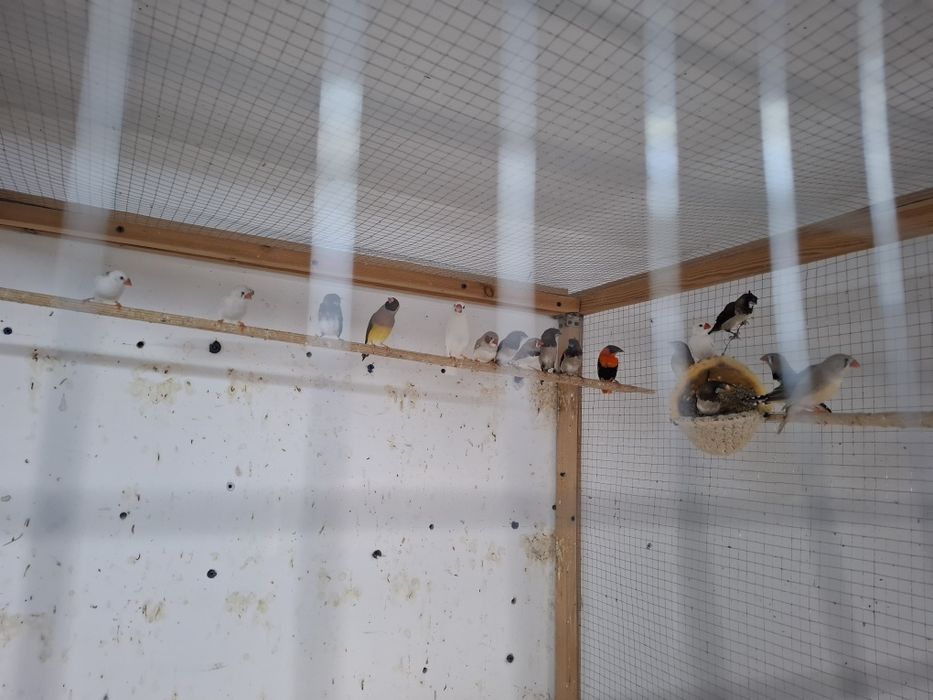 Экзотические птицы