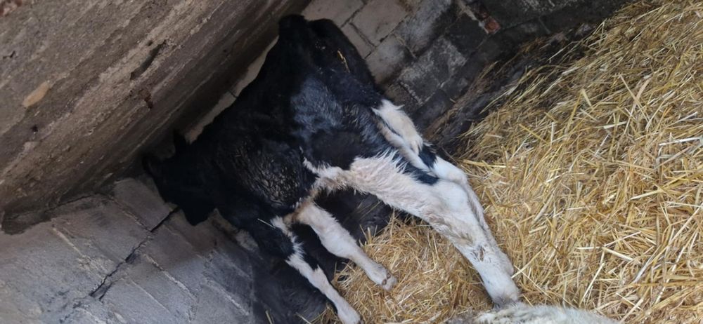 Vitel o săptămână 1400 de lei