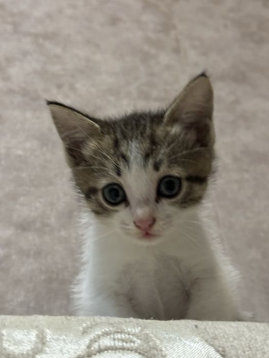 Котенок мальчик.