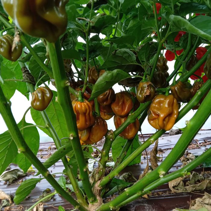 Vând ardei foarte iuţi proaspeţi soiul Habanero