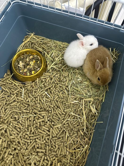 Карликовые кролики