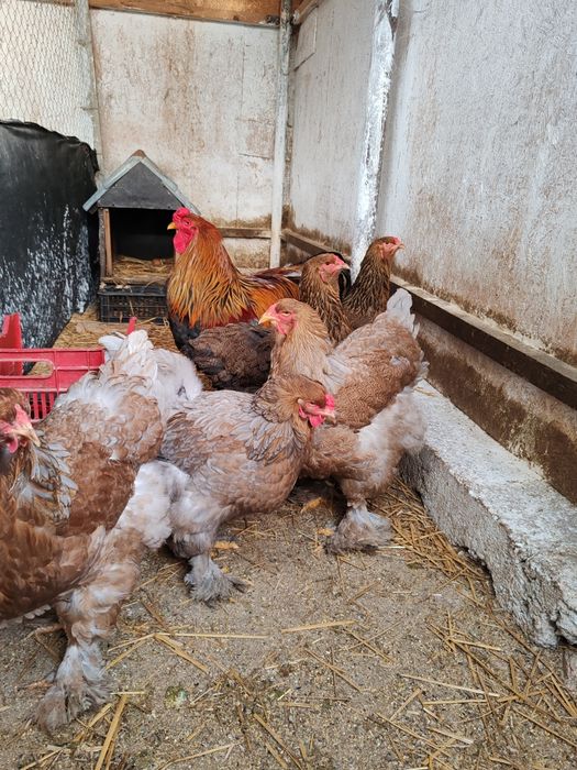 Păsări Brahma diferite culori