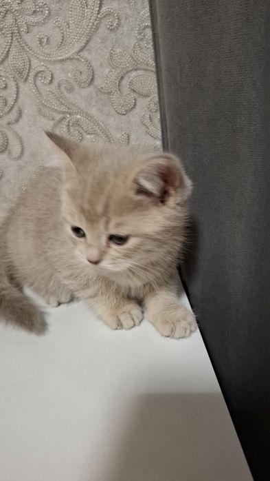 Котёнок продается