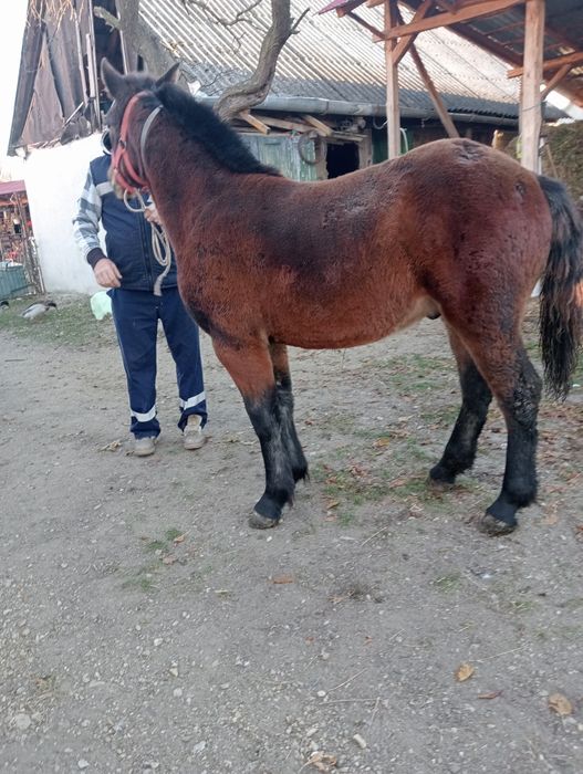 Mânz de 6 luni blând