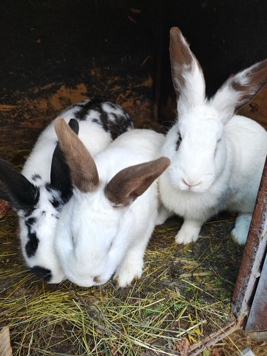 Iepuri (masculi & femele) - vârsta 8-9 luni