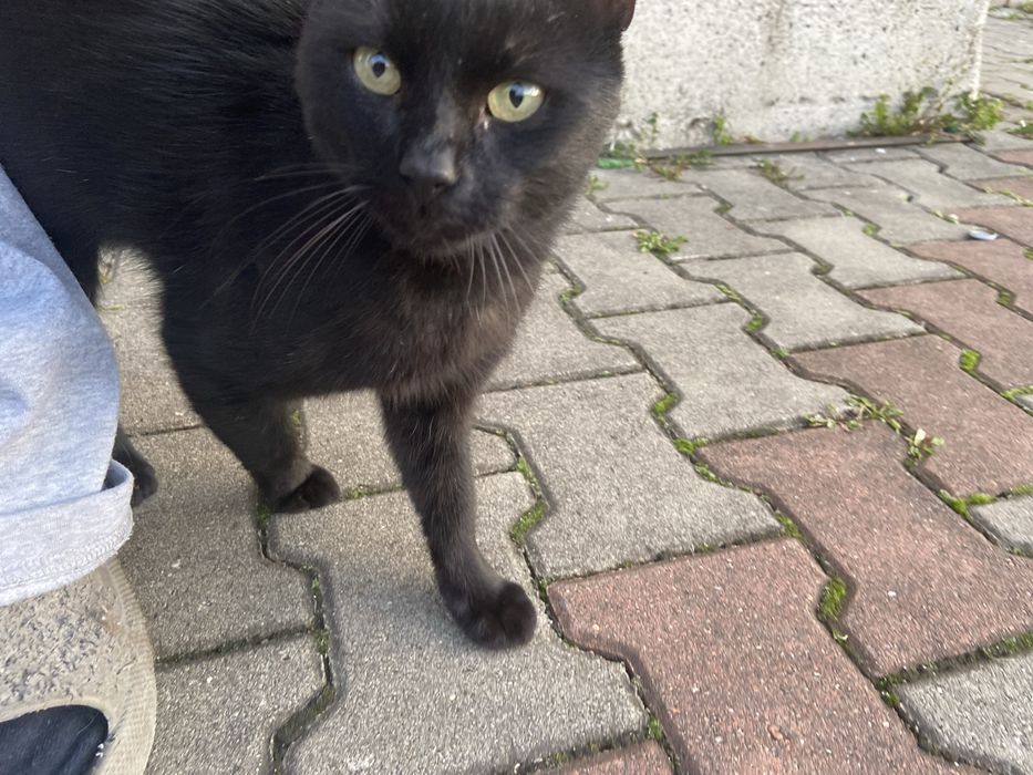 2 pisici spre adoptie