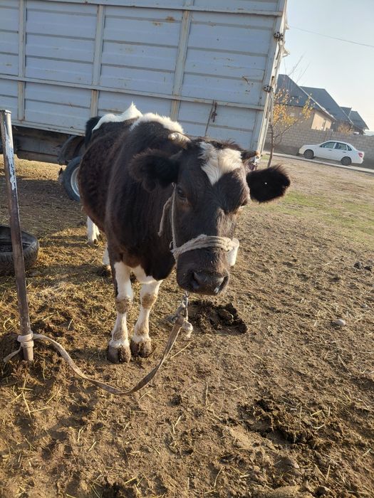 Семіз сиыр бар бордақы