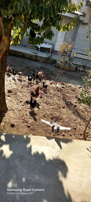 Хурозчалар сотилади⁸