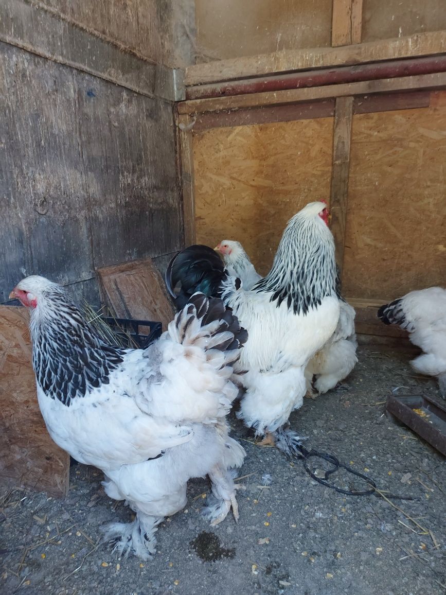 Gaini brahma herminat deschis