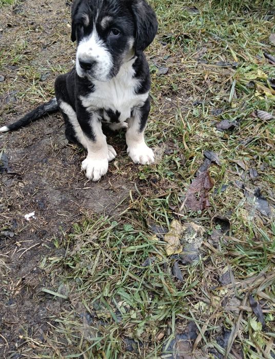 pui de catei asia centrala 500 de lei bucata