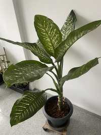 Planta de interior - Dieffenbachia seguine 'Tropic Snow', 130 cm