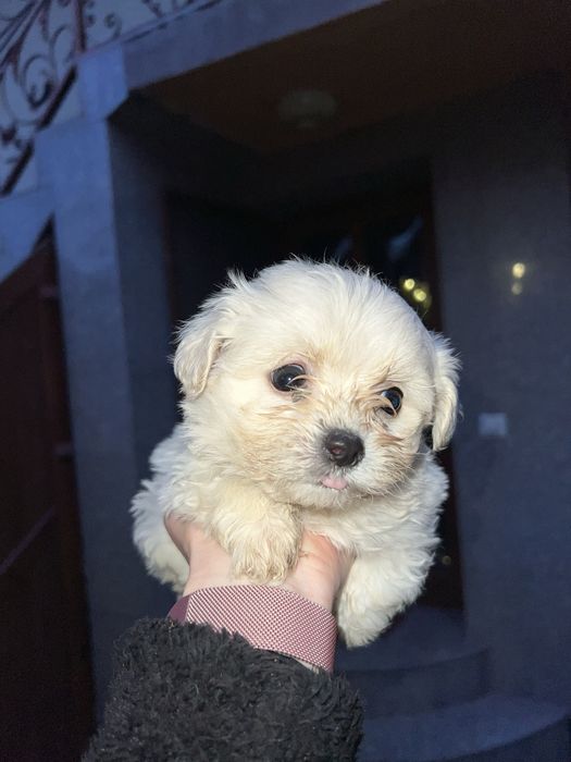 3 fetite bichon maltez